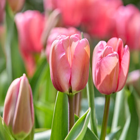 Tulpe Pink Impression -  - Willemse