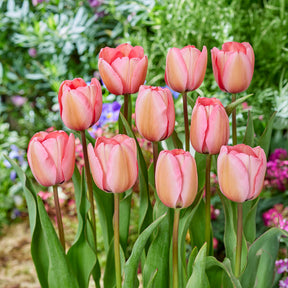  - Tulpe Pink Impression - Tulpen-Zwiebeln