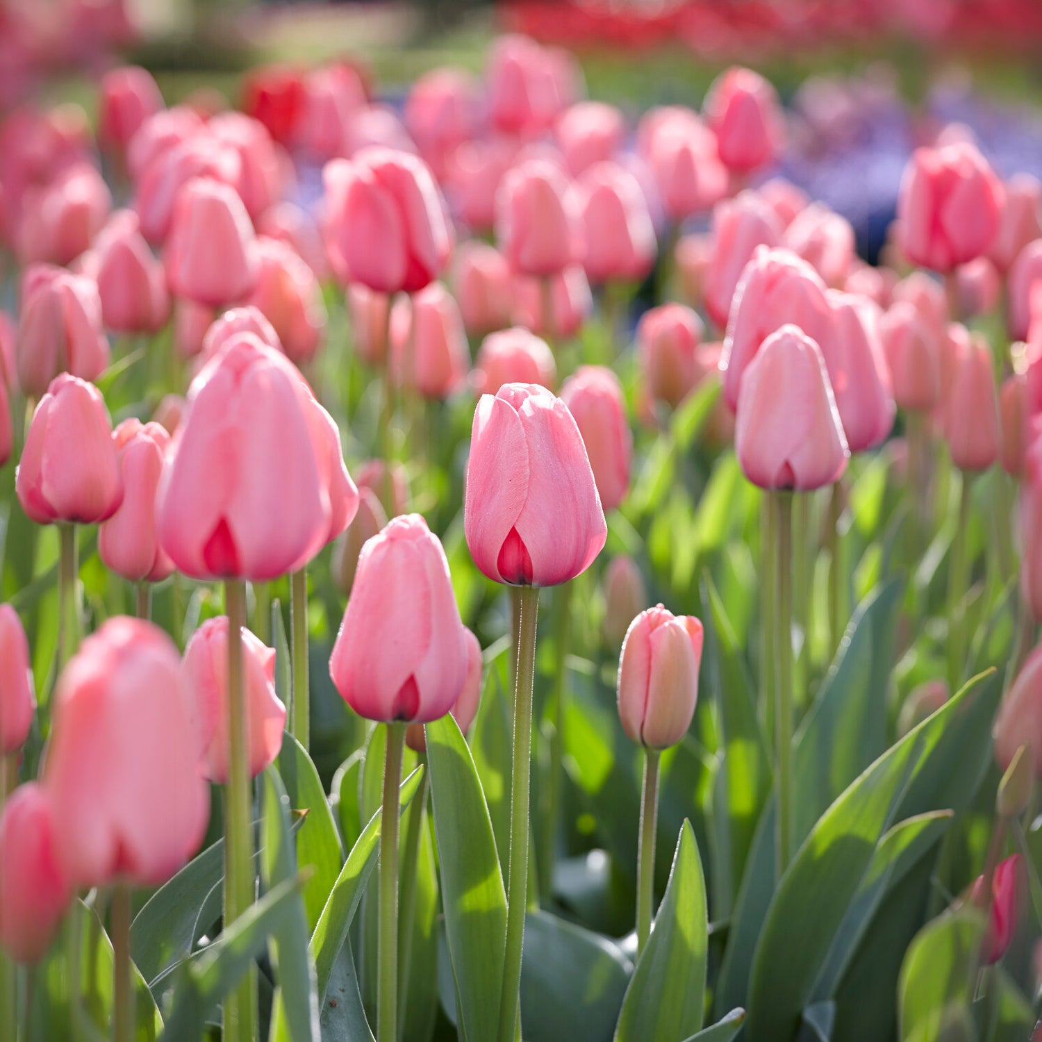 Tulpe Pink Impression - Willemse