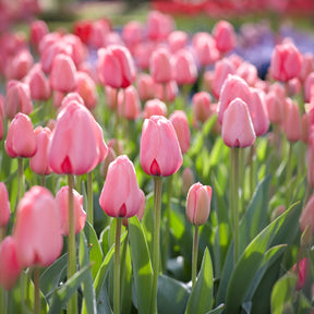 Tulpe Pink Impression - Willemse