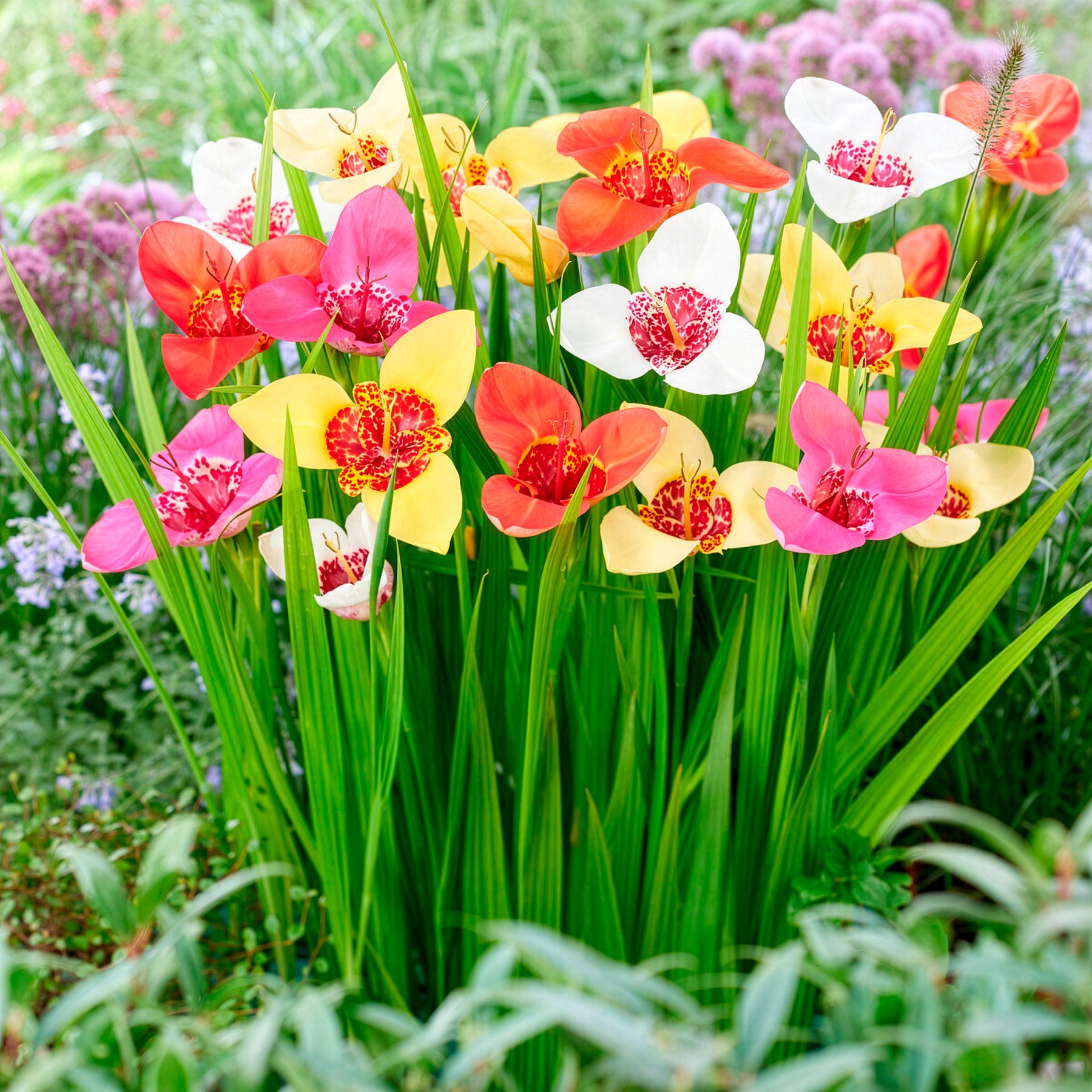 Tigerblume Mischung - Tigridia pavonia - Willemse