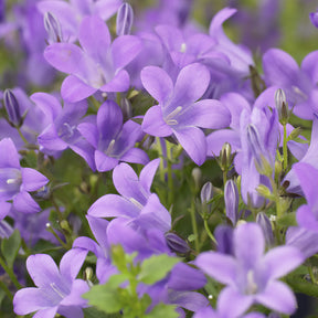 Verkauf Dalmatiner Polster-Glockenblume - Campanula portenschlagiana
