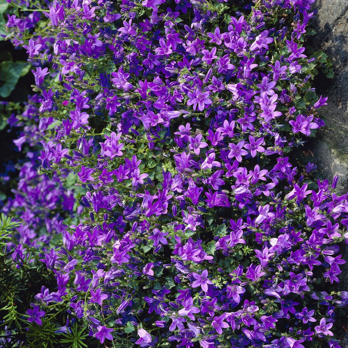 Dalmatiner Polster-Glockenblume - Willemse