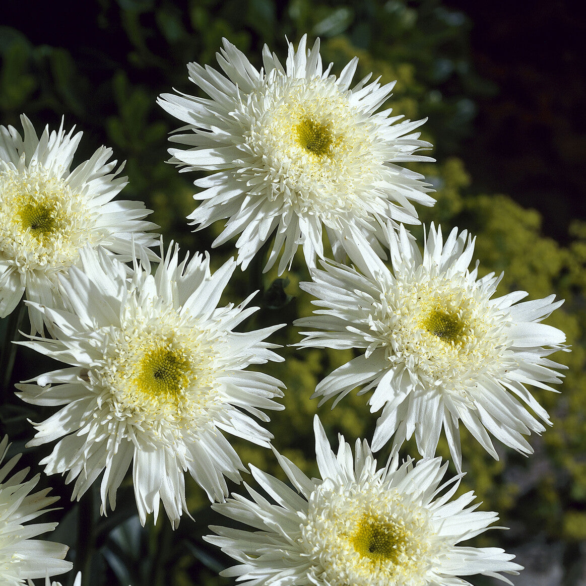 Verkauf Großblumige Margerite 'Wirral Supreme' - Leucanthemum superbum Wirral Supreme