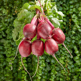 Rote Beete 'Kogel 2' - Willemse