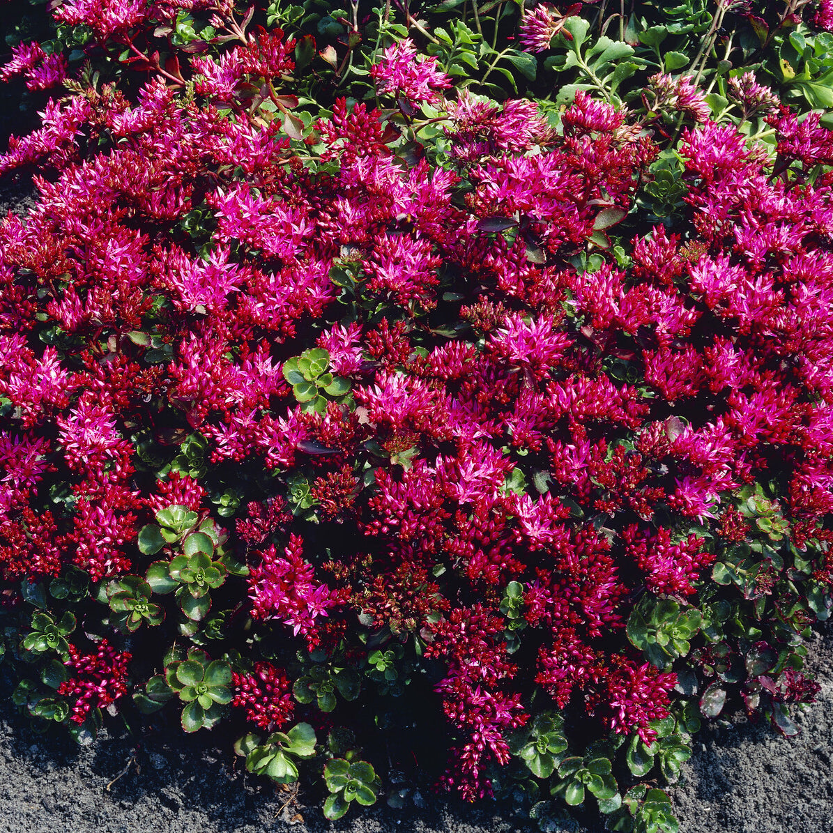 Teppich-Fettblatt 'Schorbuser Blut' - Sedum spurium Schorbuser Blut - Willemse