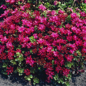 Teppich-Fettblatt 'Schorbuser Blut' - Sedum spurium Schorbuser Blut - Willemse