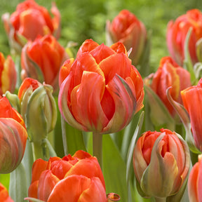 7 Doppelte Spätblühende Tulpen Queensday - Tulipa double late Queensday  - Willemse