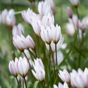 10 Botanische Tulpen Hilde - Willemse
