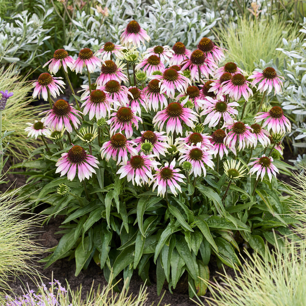 Sonnenhut 'Special White Purple' - echinacea special withe purple  - Willemse