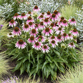 Sonnenhut 'Special White Purple' - echinacea special withe purple  - Willemse