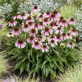 Sonnenhut 'Special White Purple' - echinacea special withe purple  - Willemse
