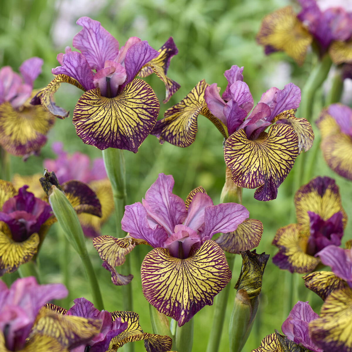 Sibirische Schwertlilie 'Juniper Leigh' - iris sibirica juniper leigh - Willemse