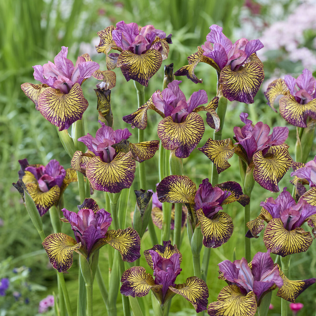 Sibirische Schwertlilie 'Juniper Leigh' - Willemse