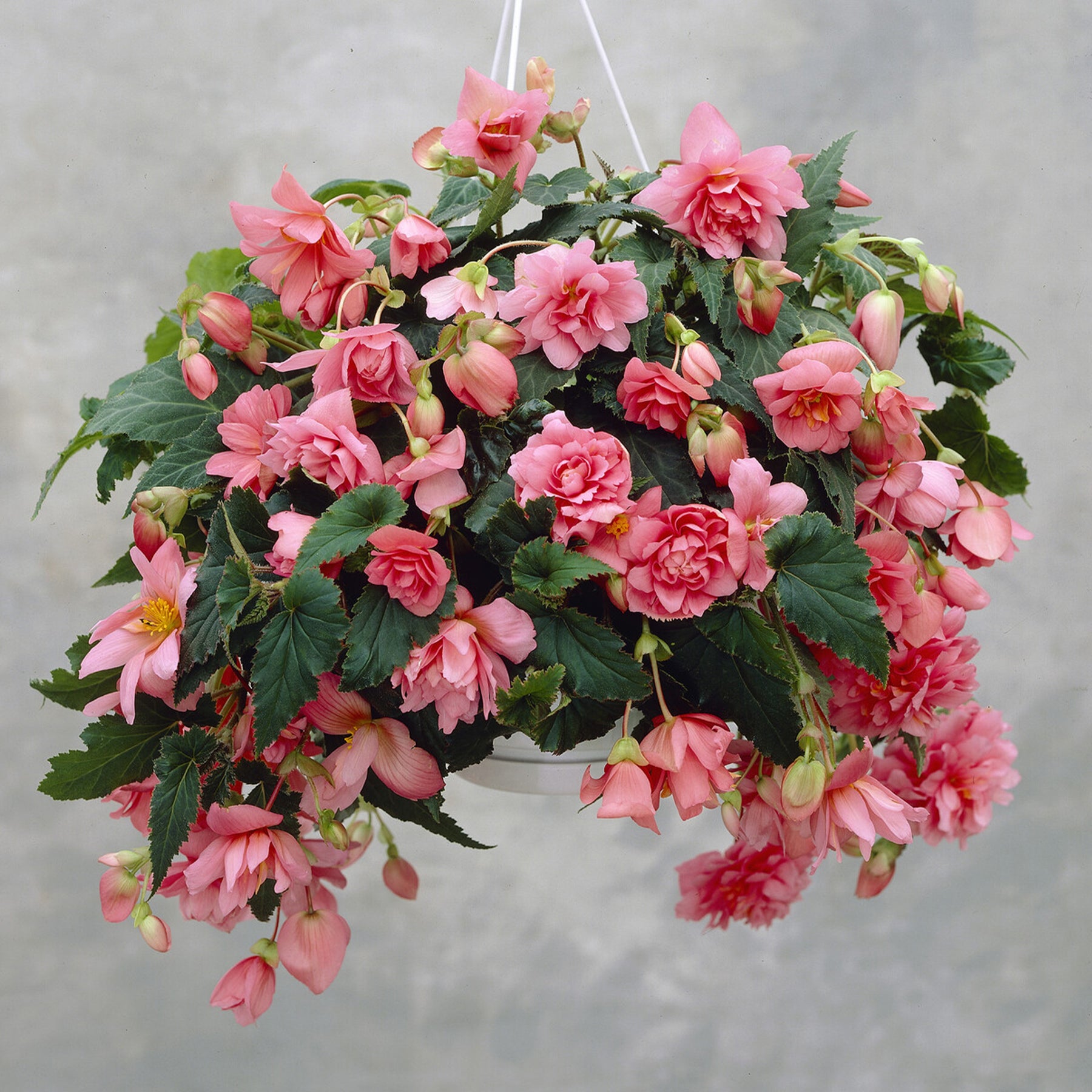 Rosa Hängende Begonie - Willemse