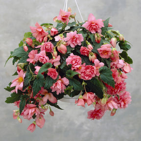 Rosa Hängende Begonie - Willemse