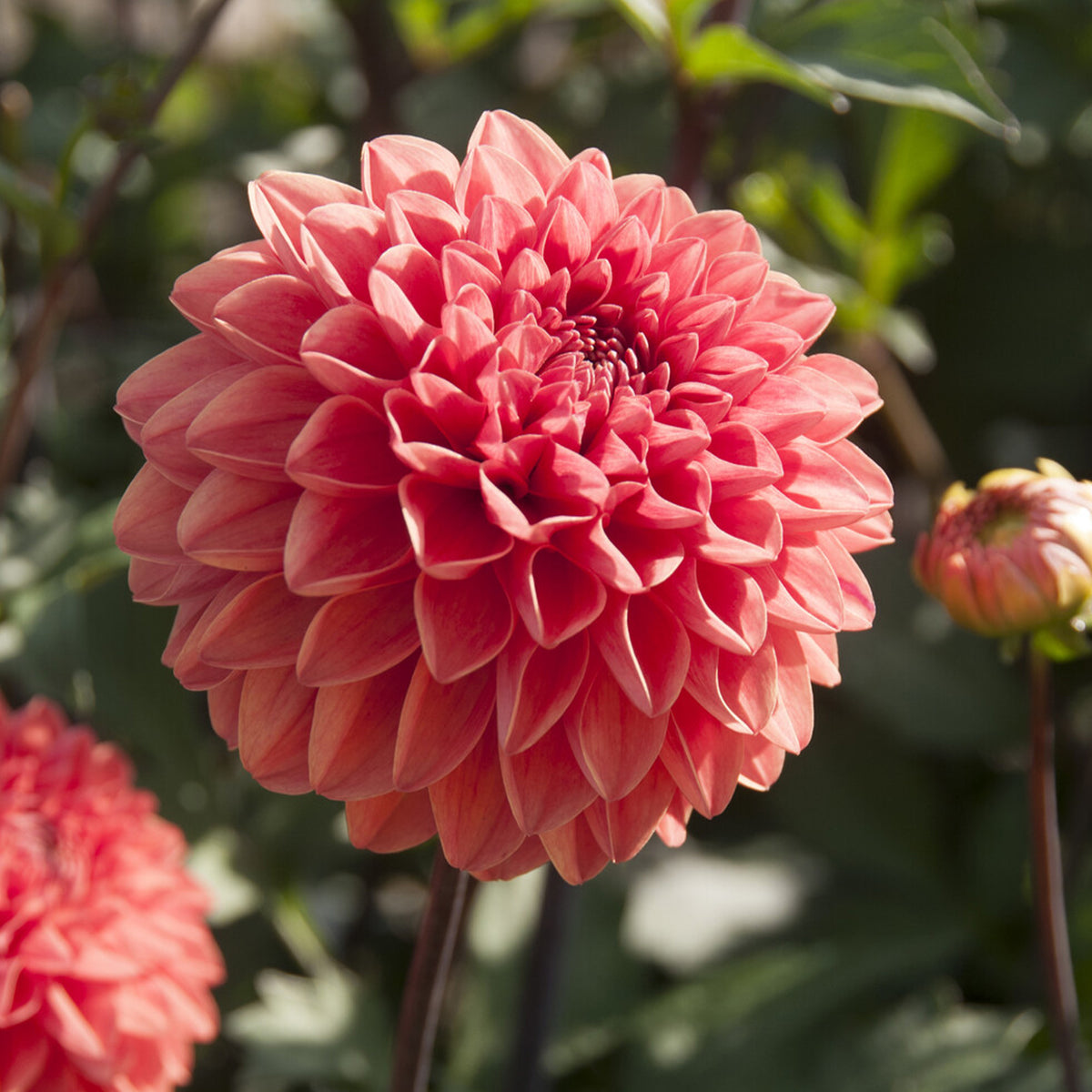 Dahlie Blitzer -  Dahlia Blitzer - Willemse