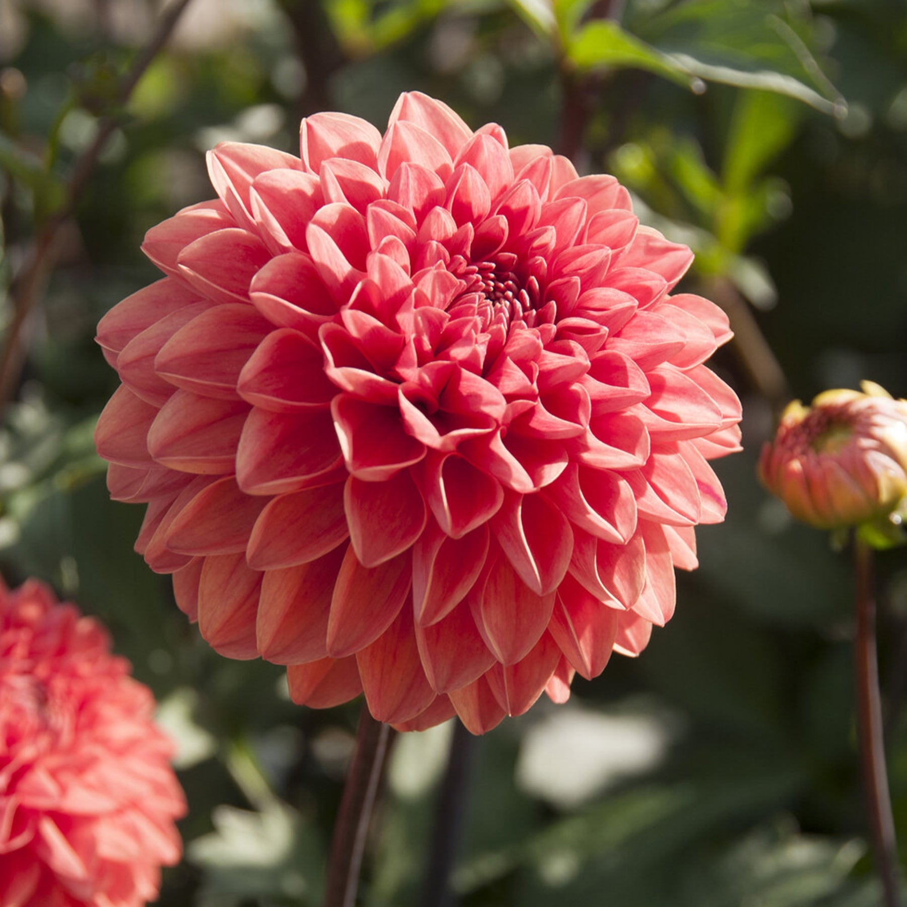 Dahlie Blitzer -  Dahlia Blitzer - Willemse