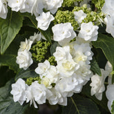 Hortensie Doppio Bianco - Willemse