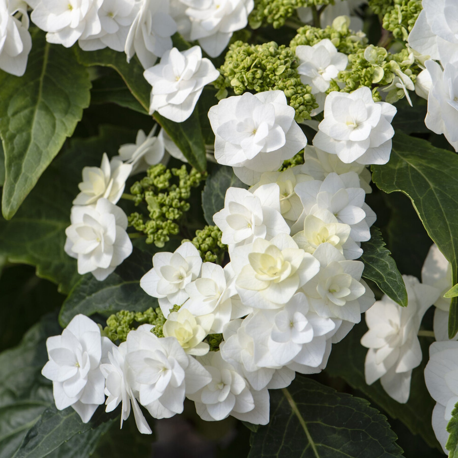Hortensie Doppio Bianco - Willemse