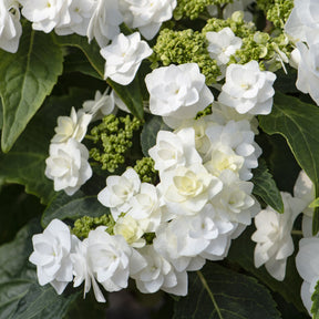 Hortensie Doppio Bianco - Willemse