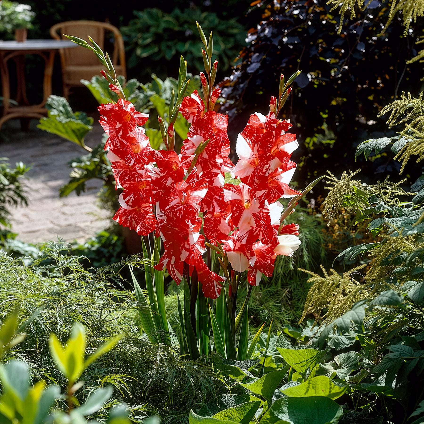 Großblütige Gladiole 'Zizanie' (x25) - Gladiolus zizanie - Willemse