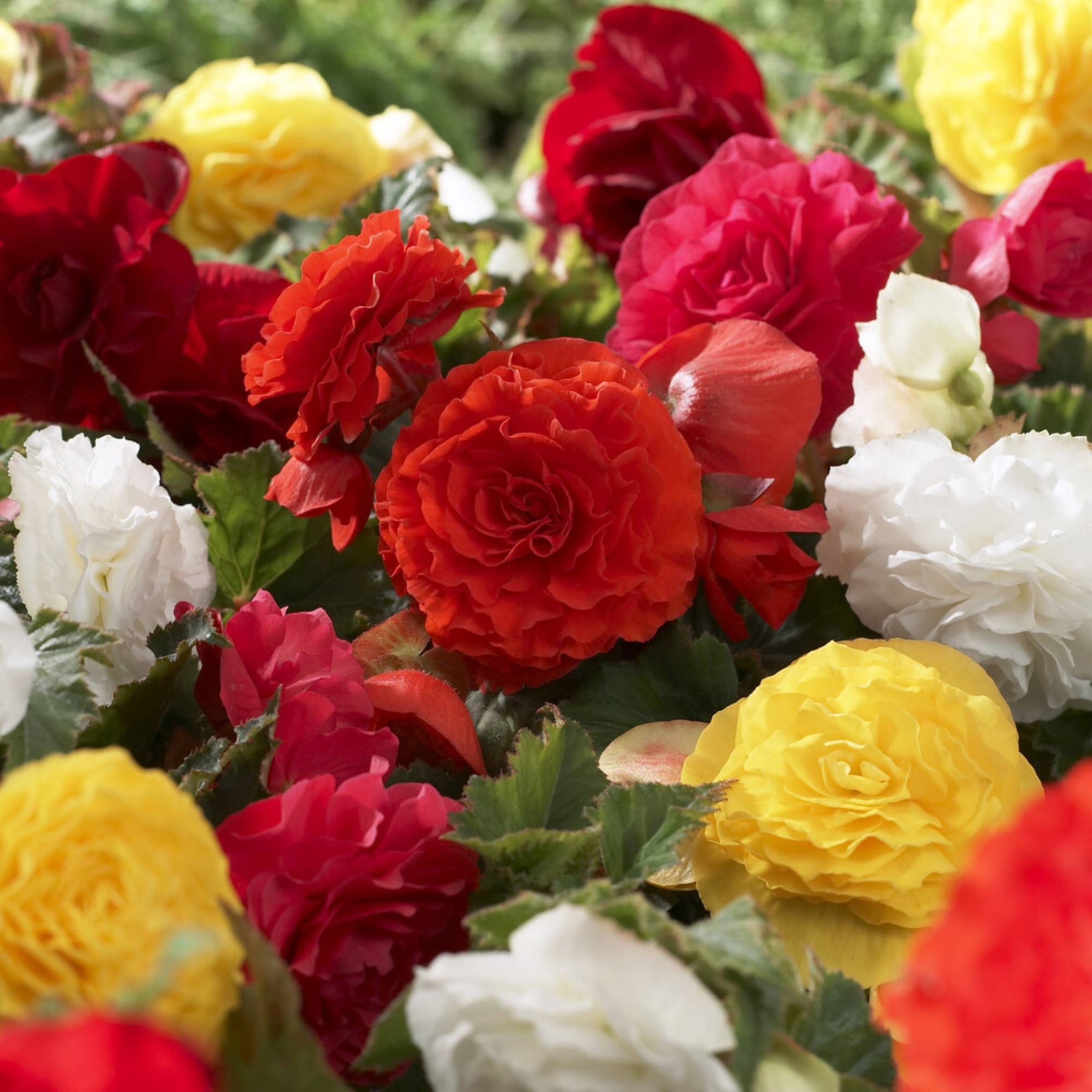 Begonie Non Stop Mocca - Begonia tuberhybrida Nonstop® Mocca - Willemse