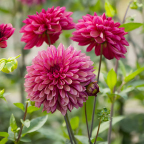 Dahlie 'Bacardi' (x3) - Dahlia Bacardi - Willemse