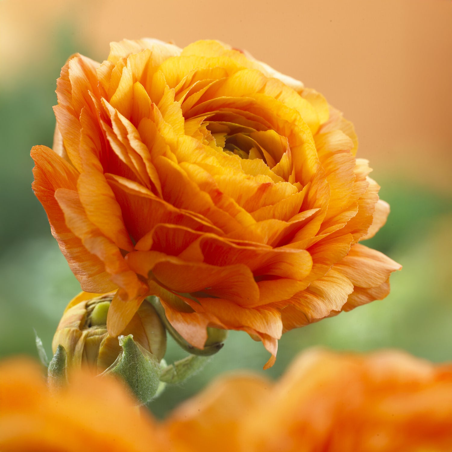 Ranunculus asiaticus Orange - Asiatische Ranunkeln Orange (x10) - Ranunkeln-Zwiebeln