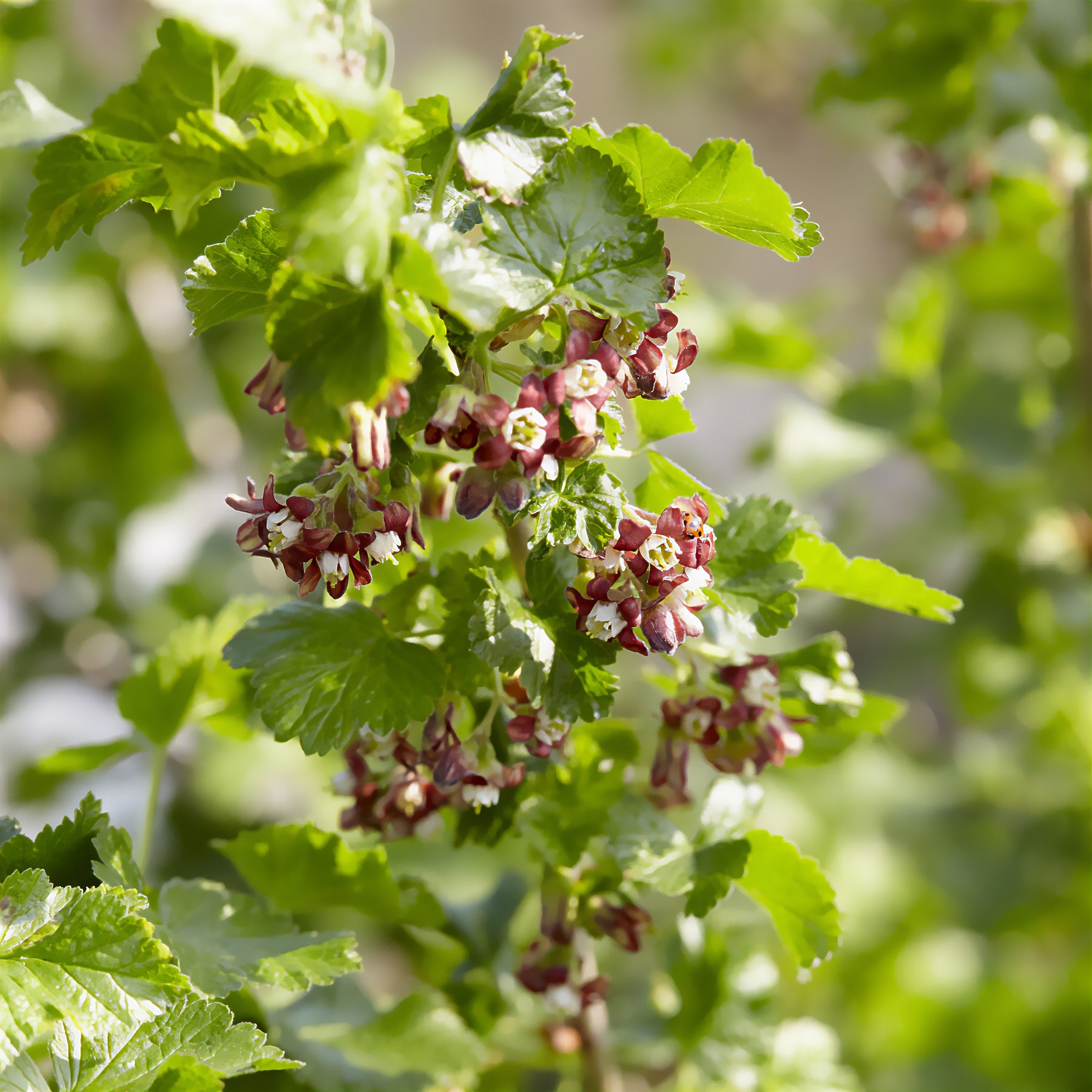 Jostabeere ‘Josta’ - Ribes nidigrolaria Josta - Willemse
