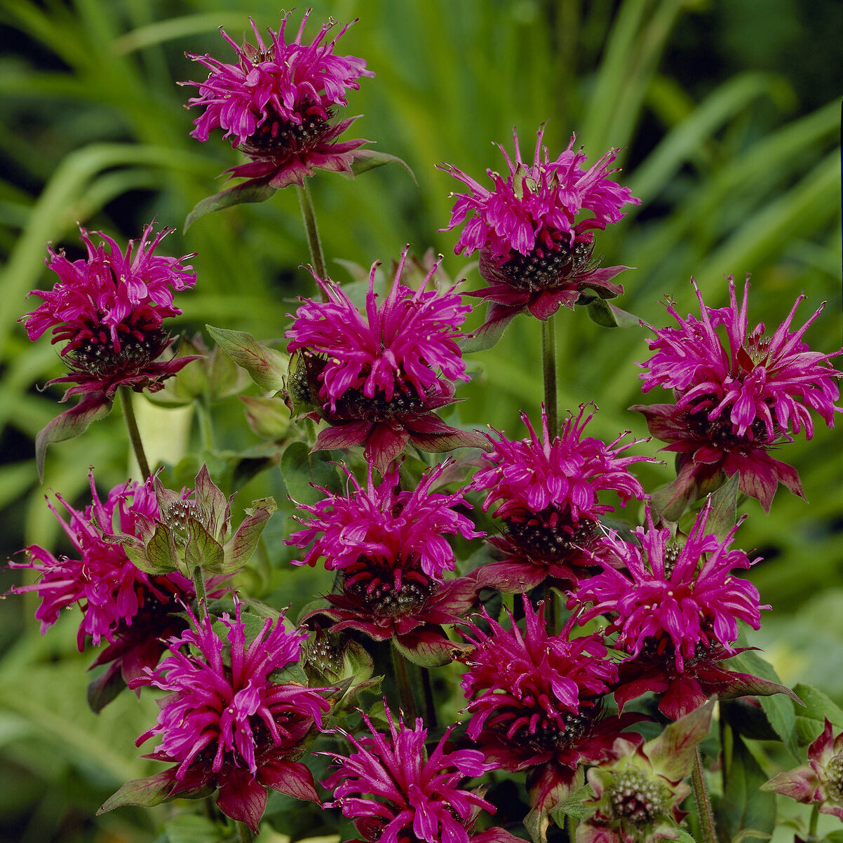 Bergamotte-Pflanze 'Skorpion' - Monarda Scorpion - Willemse