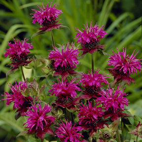 Bergamotte-Pflanze 'Skorpion' - Monarda Scorpion - Willemse