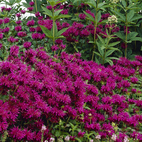 Bergamotte-Pflanze 'Skorpion' - Willemse