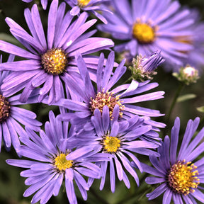 Sommer-Aster 'Veilchenkönigin' - Willemse