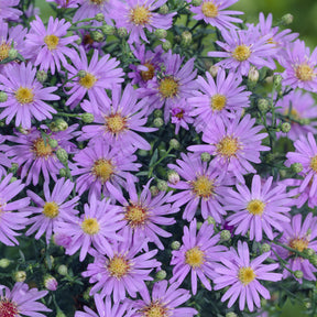 Myrten-Aster ‘Blue Star’ - Willemse