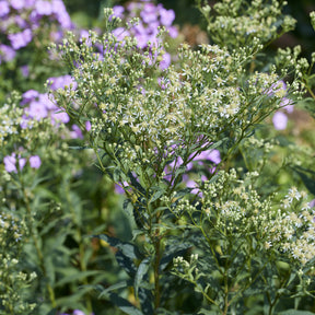 Dolden-Aster Weisser Schirm - Willemse