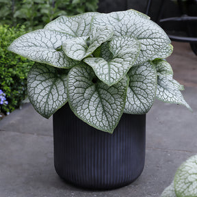 Kaukasus-Vergissmeinnicht ‘Jack of Diamonds’ - Brunnera macrophylla jack of diamonds - Willemse