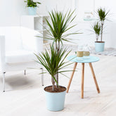 Gerandeter Drachenbaum - Dracaena marginata - Willemse