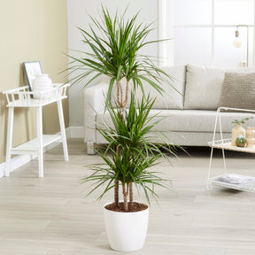 Gerandeter Drachenbaum - Dracaena marginata - Willemse
