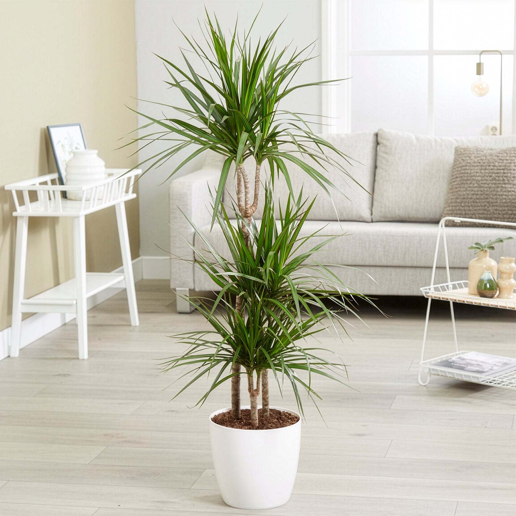 Gerandeter Drachenbaum - Dracaena marginata - Willemse