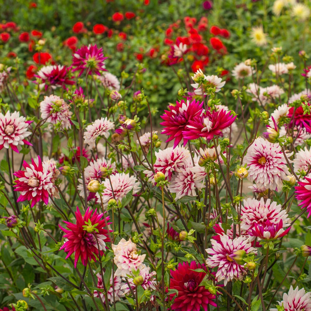 Dahlie 'Rebecca's World' (x3) - Dahlia 'rebecca's world' - Willemse