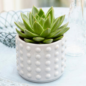 Sukkulente Echeveria agavoides - Echeveria agavoides - Willemse