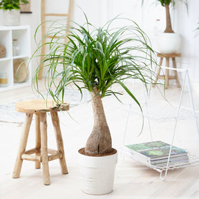 Beaucarnea recurvata - Elefantenfuß - Grüne Zimmerpflanzen