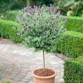 Lavendel - Schopflavendel - Lavandula stoechas