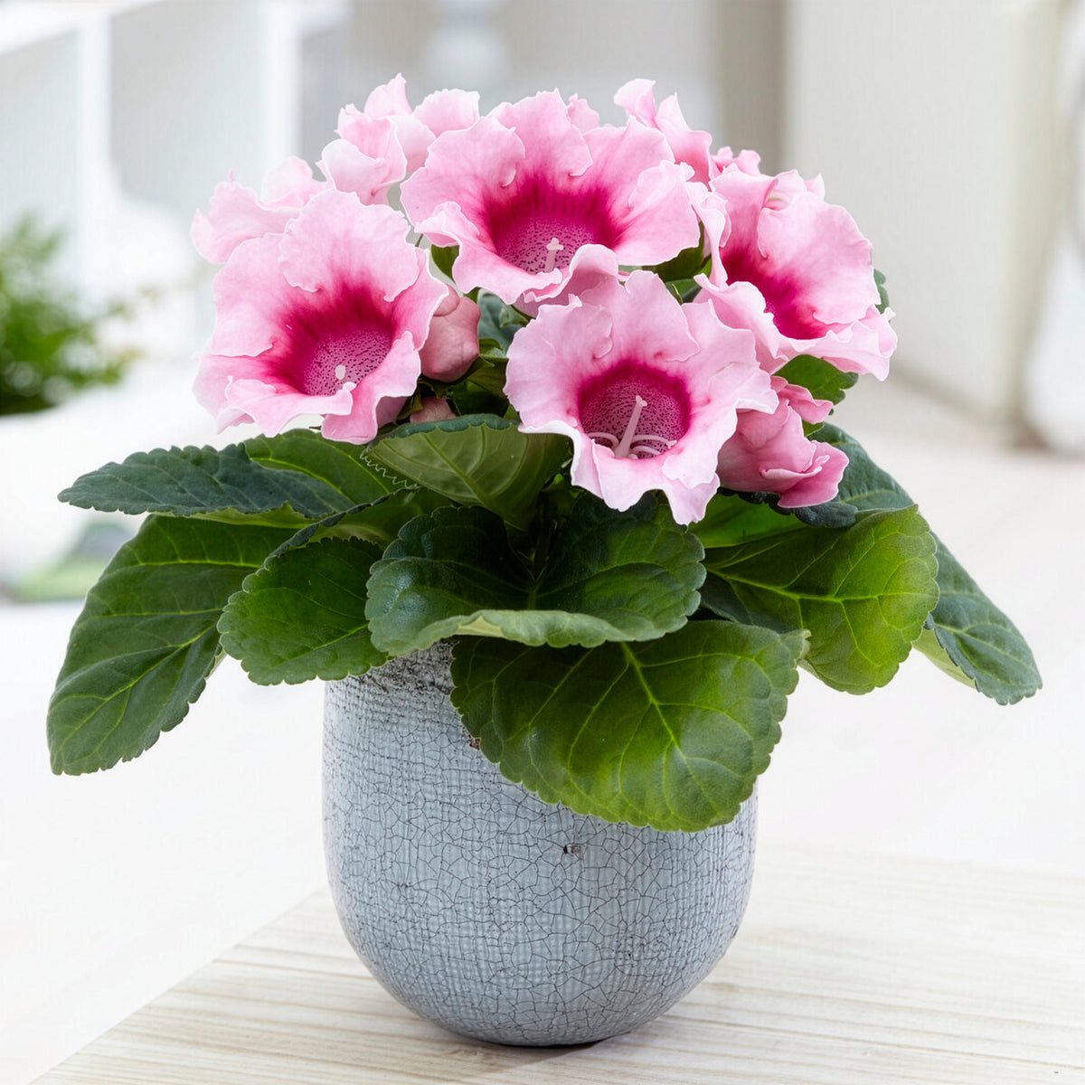 Gloxinie rosa