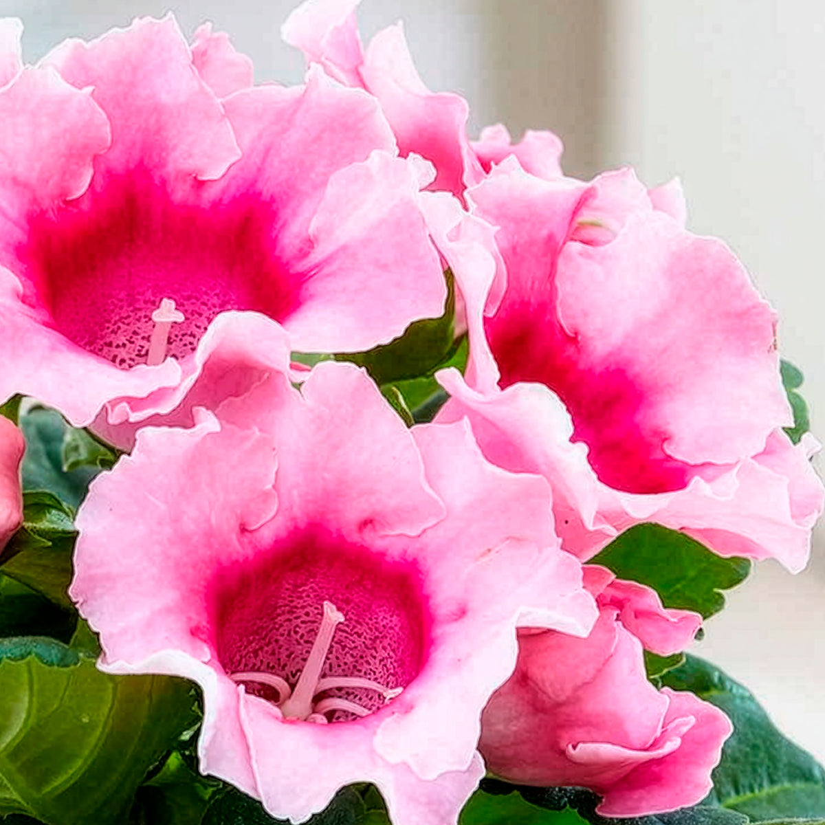 Gloxinie rosa
