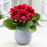 Gloxinie rot