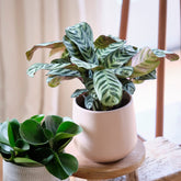 Korbmarante - Ctenanthe burle-marxii - Willemse