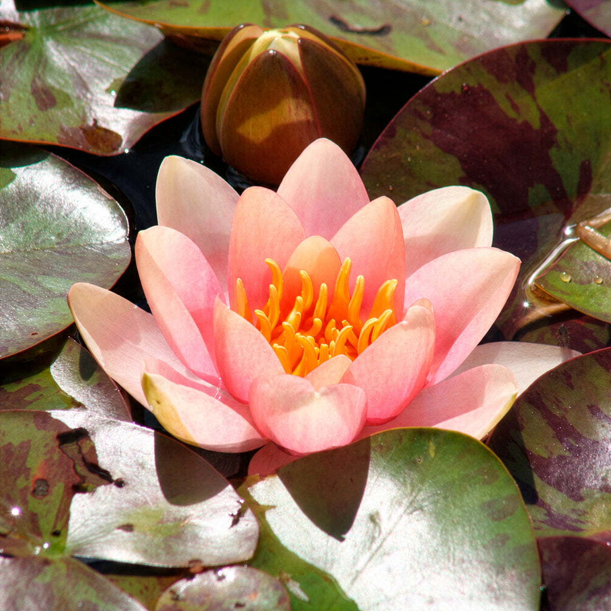 Seerose ‘Aurora’