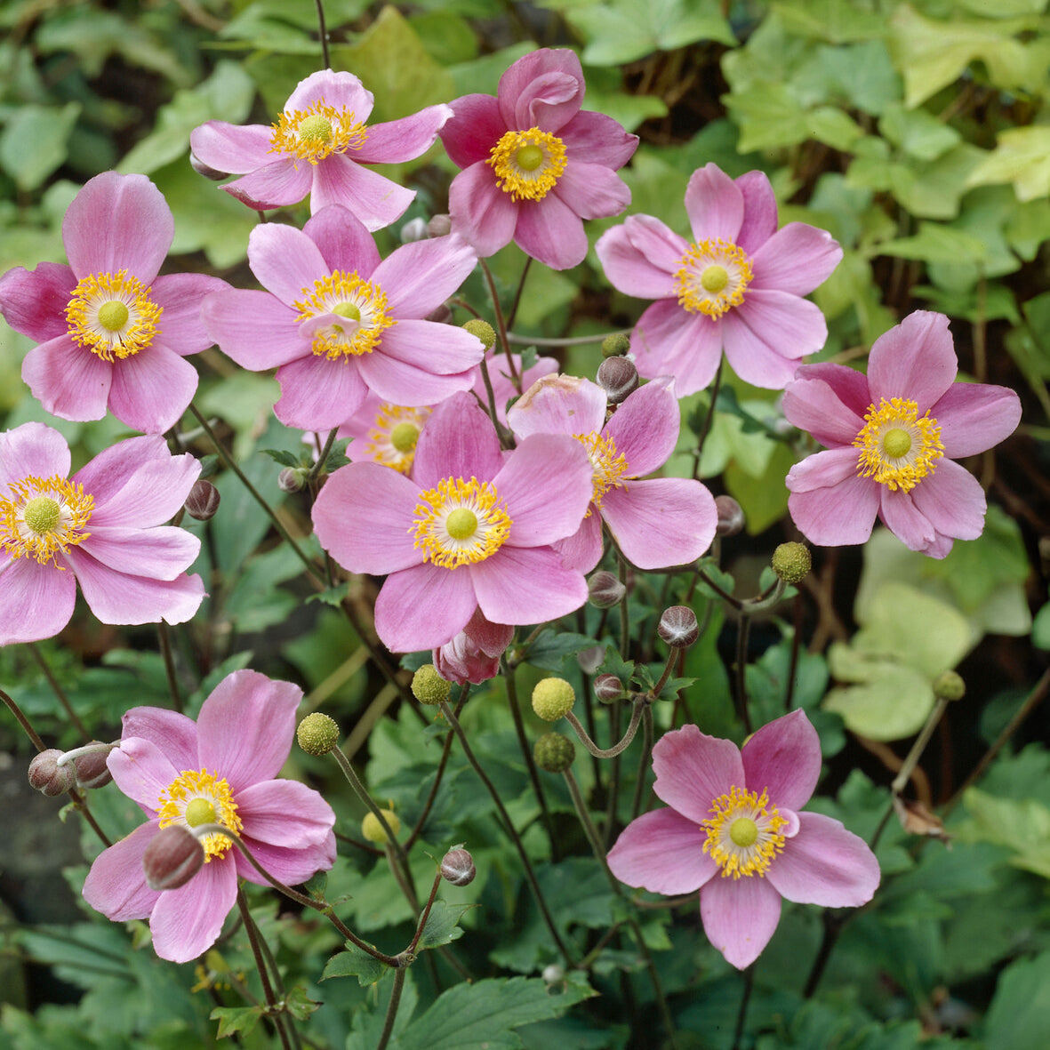 Herbstanemone 'September Charm' - Willemse